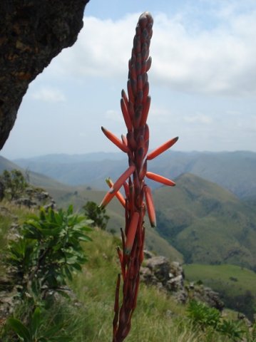 Aloe suprafoliata inflorescence